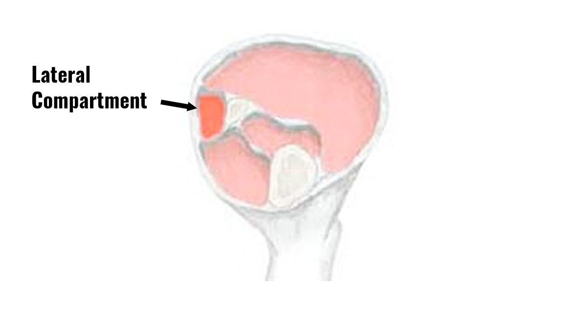 Lateral compartment of the leg